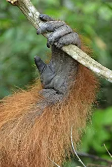 Hand Prints: Borneo Orangutan - hand. Camp Leaky, Tanjung Puting National Park, Borneo, Indonesia