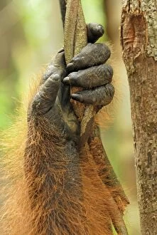 Borneo Orangutan - hand. (Pongo pygmaeus)