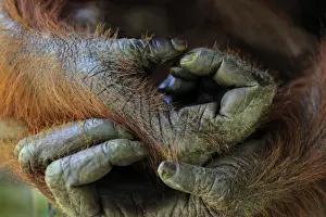 Orang Utans Prints: Borneo Orangutan - hands - Camp Leakey - Tanjung Puting National Park - Kalimantan - Borneo - Indonesia
