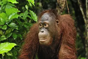 Orang Utans Prints: Borneo Orangutan - juvenil - Camp Leakey - Tanjung Puting National Park - Kalimantan - Borneo - Indonesia