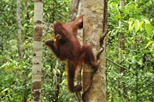 Orang Utans Prints: Borneo Orangutan - juvenil on a tree - Camp Leakey - Tanjung Puting National Park - Kalimantan - Borneo - Indonesia