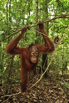 Images Dated 14th November 2008: Borneo Orangutan - juvenile - Camp Leakey - Tanjung Puting National Park - Kalimantan - Borneo
