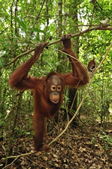 Images Dated 14th November 2008: Borneo Orangutan - juvenile - Camp Leakey - Tanjung Puting National Park - Kalimantan - Borneo
