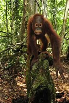 Orang Utans Prints: Borneo Orangutan - juvenile - Camp Leakey - Tanjung Puting National Park - Kalimantan - Borneo - Indonesia