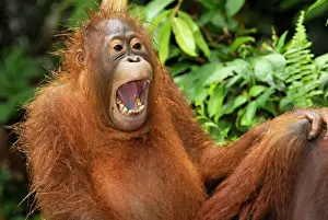 Borneo Orangutan - juvenile. Camp Leaky, Tanjung Puting National Park, Borneo, Indonesia