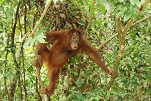 Images Dated 11th November 2007: Borneo Orangutan - juvenile. Camp Leaky, Tanjung Puting National Park, Borneo, Indonesia