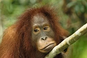 Images Dated 11th November 2007: Borneo Orangutan - juvenile. Camp Leaky, Tanjung Puting National Park, Borneo, Indonesia