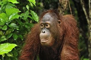 Borneo Orangutan - juvenile (Pongo pygmaeus)