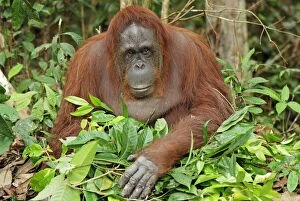 Borneo Orangutan - making a nest (Pongo pygmaeus)
