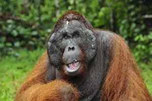 Orang Utans Prints: Borneo Orangutan - male - Kusasi scarred - Camp Leakey - Tanjung Puting National Park - Kalimantan - Borneo - Indonesia