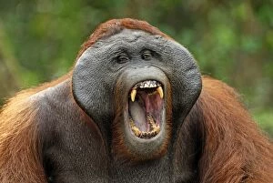 Borneo Orangutan - male yawning. (Pongo pygmaeus)