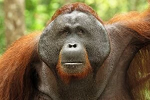 Images Dated 7th November 2007: Borneo Orangutan - old male