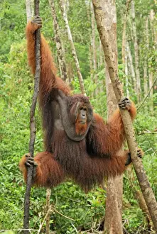 Borneo Orangutan - old male. Camp Leaky, Tanjung Puting National Park, Borneo, Indonesia