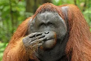 Borneo Orangutan - old male. Camp Leaky, Tanjung Puting National Park, Borneo, Indonesia