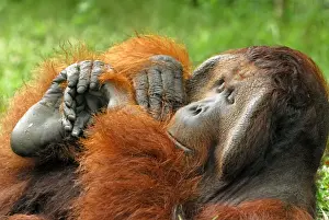 Borneo Orangutan - old male. Camp Leaky, Tanjung Puting National Park, Borneo, Indonesia