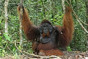 Images Dated 8th November 2007: Borneo Orangutan - old male. Camp Leaky, Tanjung Puting National Park, Borneo, Indonesia
