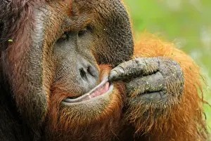 Borneo Orangutan - old male. Camp Leaky, Tanjung Puting National Park, Borneo, Indonesia