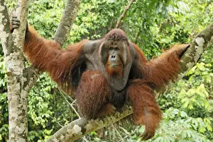 Borneo Orangutan - old male. Camp Leaky, Tanjung Puting National Park, Borneo, Indonesia