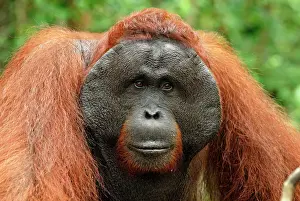 Borneo Prints: Borneo Orangutan - old male. Camp Leaky, Tanjung Puting National Park, Borneo, Indonesia