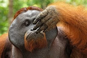 Borneo Orangutan - old male (Pongo pygmaeus)