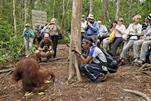 Borneo Orangutan - with tourists (Pongo pygmaeus)