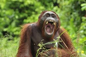 Images Dated 9th November 2008: Borneo Orangutan - yawning - Camp Leakey - Tanjung Puting National Park - Kalimantan - Borneo