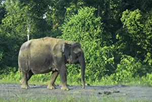 Borneo Pygmy Elephant - endemic Borneo