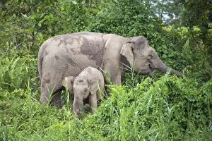 Borneo Pygmy Elephant - Mother and calf