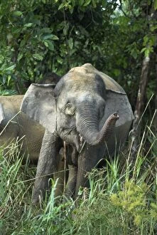 Images Dated 26th July 2006: Borneo Pygmy Elephants - endemic. Feeding at the waters edge. Borneo