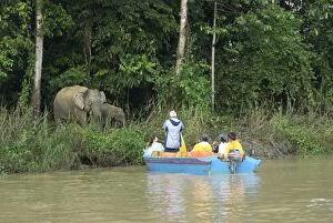 Images Dated 26th July 2006: Borneo Pygmy Elephants - endemic.Tourists photographing