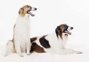 Wolfhound Prints: Borzoi Dog