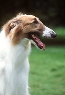 BORZOI DOG - head, in side view