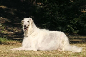 Images Dated 19th August 2020: Borzoi dog outdoors