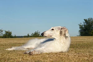 Borzois Gallery: Borzoi dog outdoors lying down