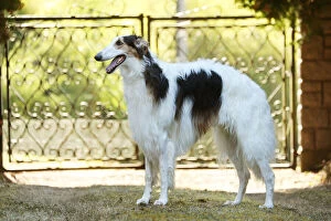 Images Dated 19th August 2020: Borzoi dog outdoors beside a pair of gates