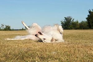 Borzoi dog outdoors rolling on its back