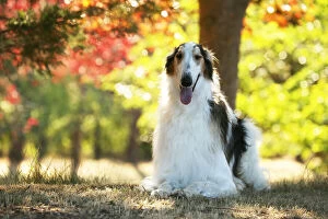 Images Dated 19th August 2020: Borzoi dog outdoors in the woods