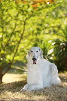 Images Dated 19th August 2020: Borzoi dog outdoors in the woods