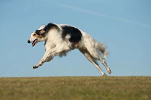 Borzoi dog running outdoors