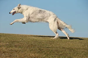 Images Dated 19th August 2020: Borzoi dog running outdoors