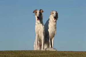 Two Borzoi dogs outdoors