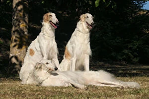 Images Dated 19th August 2020: Three Borzoi dogs outdoors