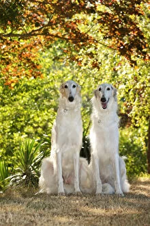 Two Borzoi dogs outdoors in the woods
