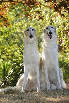 Images Dated 19th August 2020: Two Borzoi dogs outdoors in the woods