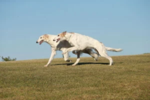 Two Borzoi dogs running outdoors