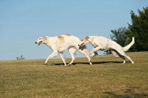 Images Dated 19th August 2020: Two Borzoi dogs running outdoors