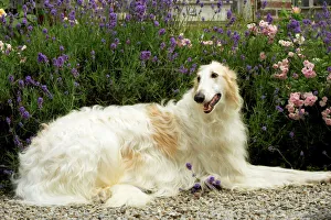 Borzoi / Russian Wolfhound