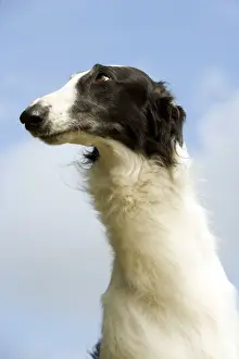Odd Angle Prints: Borzoi / Russian Wolfhound - close-up of head
