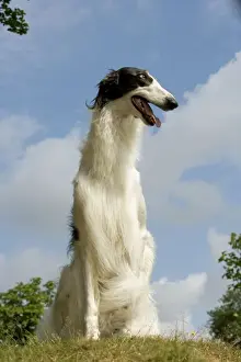 Borzoi / Russian Wolfhound - close-up of head