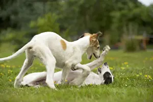 Wolfhound Prints: Borzoi / Russian Wolfhound - puppies playing